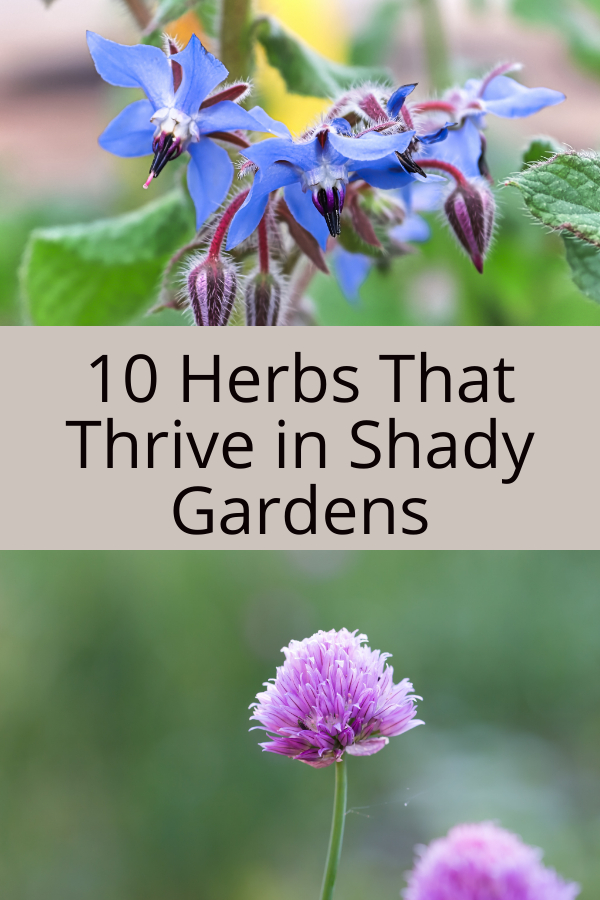 Herbs That Thrive in Shady Gardens