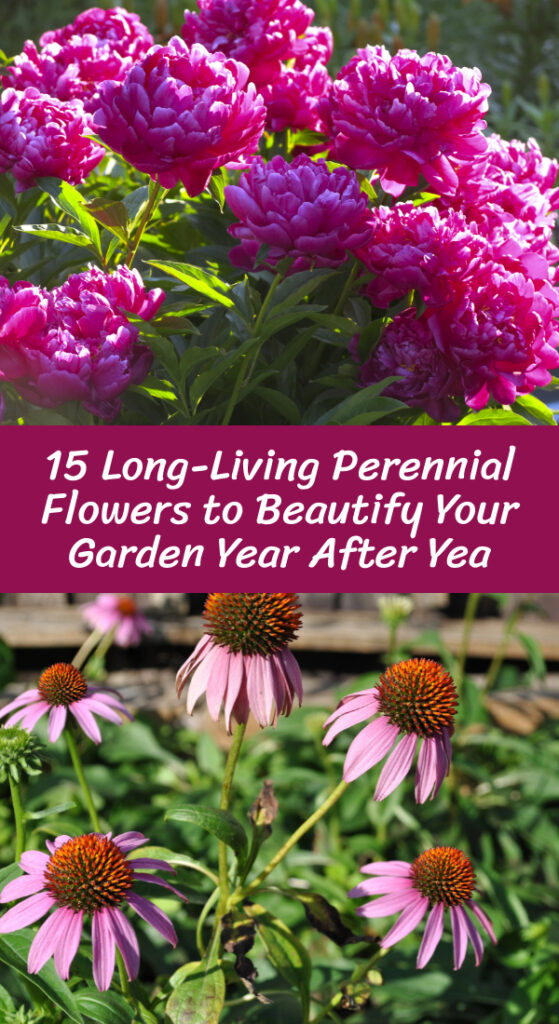 15 long-living perennial flowers