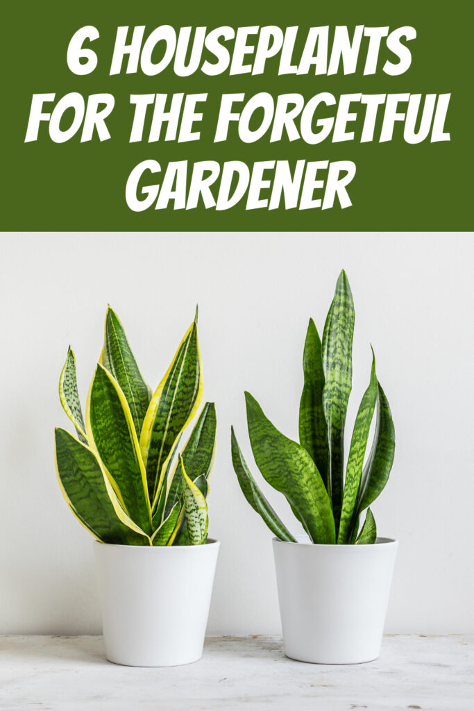 6 Houseplants for the Forgetful Gardener