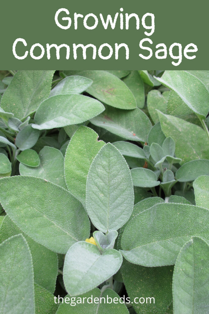 Growing Common Sage