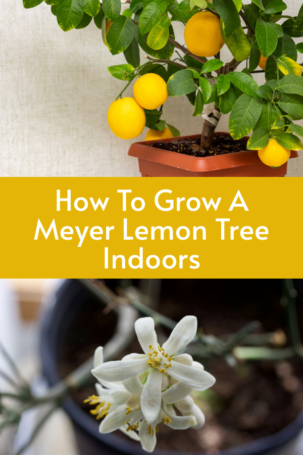 Growing Meyer lemon trees indoors