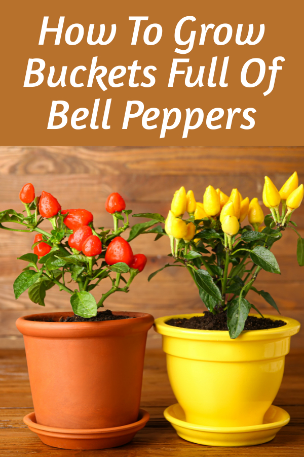 How To Grow Buckets Full Of Bell Peppers