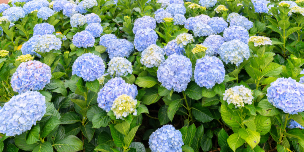 How and When to Fertilize Hydrangeas for Bigger Blooms Garden Beds