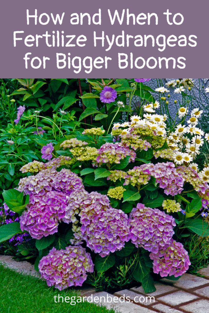 How and When to Fertilize Hydrangeas