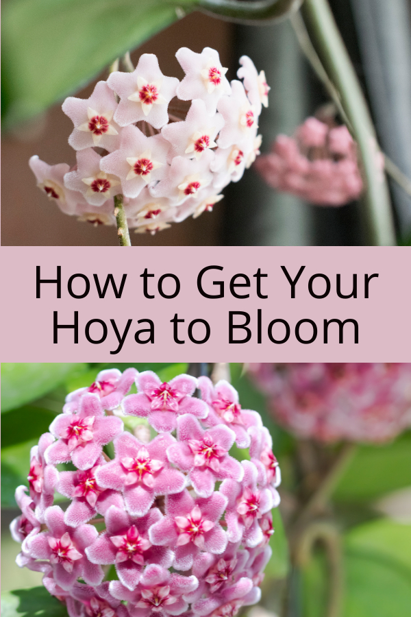 How to Get Your Hoya to Bloom