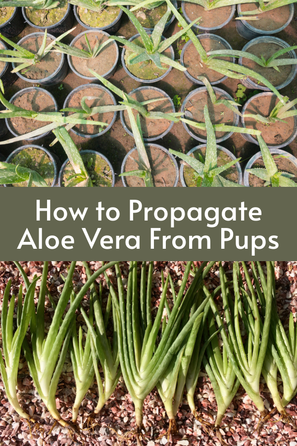 propagating Aloe Vera from pups
