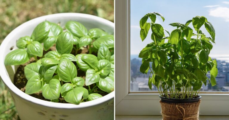 How to Grow Unlimited Basil Plants in One Pot - Garden Beds